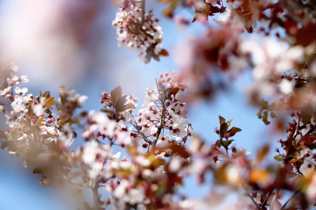 麗江的李子花開了，你聞！是春天的味道……