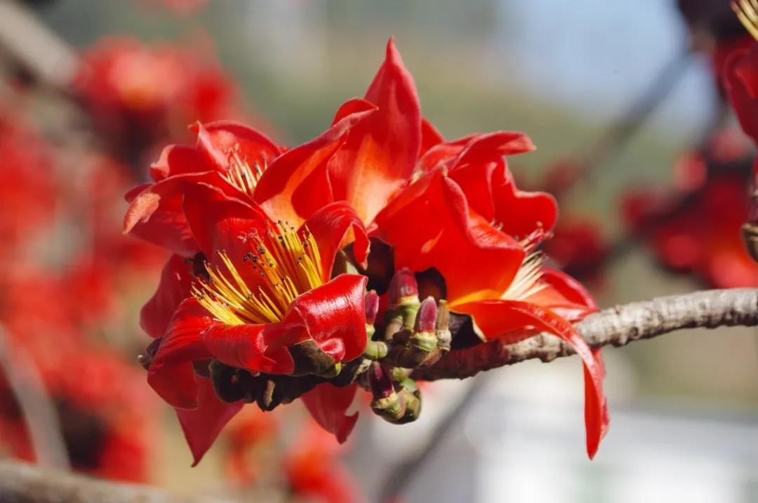 灼灼其華，麗江這些地方一到春天便徹底“火”了