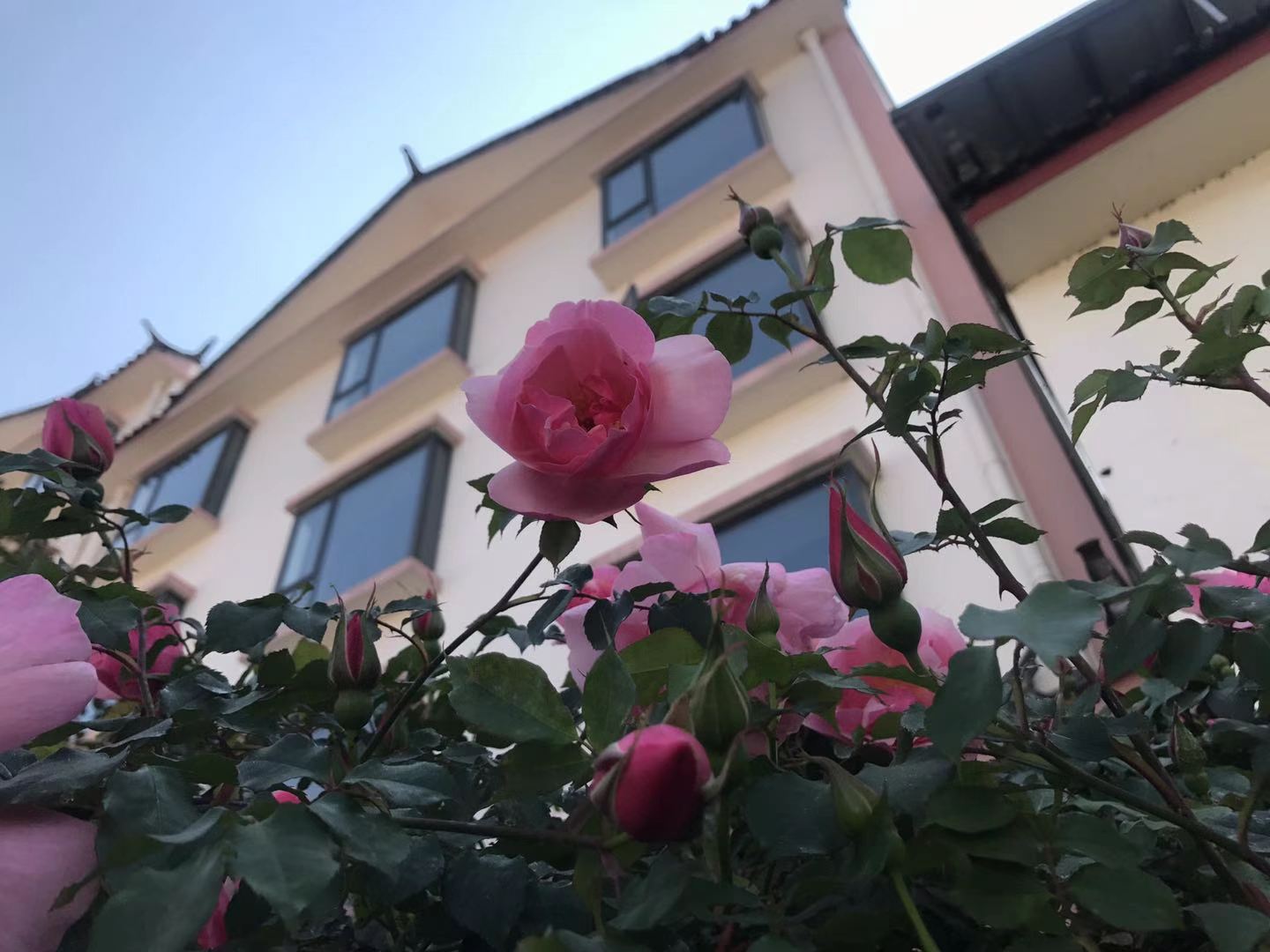 這些照片告訴你，麗江的春天有多美！