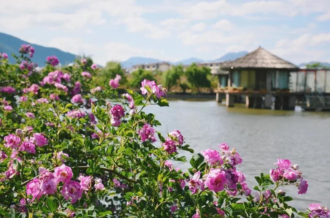 陽春三月，來這里偶遇花仙子、品花釀美酒，奔赴一場(chǎng)“花癡”盛宴