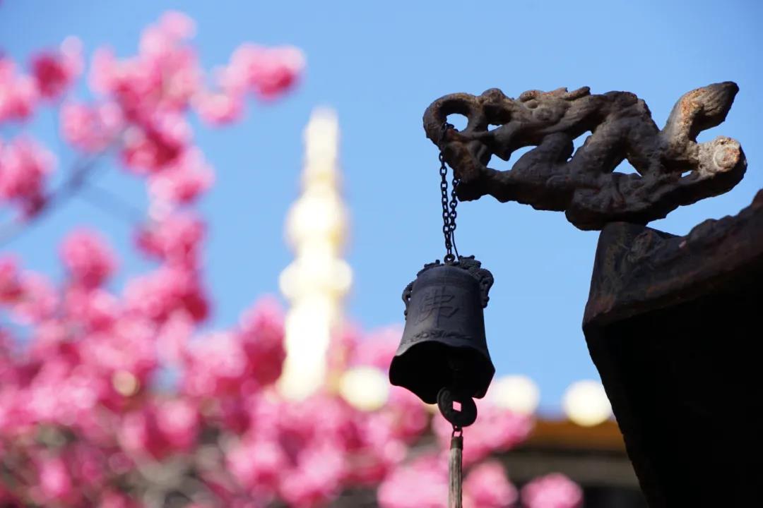 最美櫻花藏古寺，百年櫻花笑春風(fēng)，麗江普濟(jì)寺春色你還沒領(lǐng)略過？
