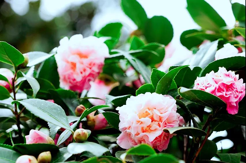 玉龍山下，悠悠古巷，花意正濃