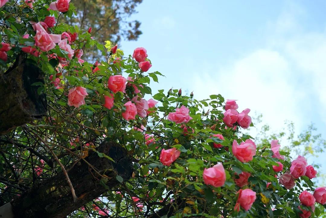 四月，義無(wú)反顧地趕赴一場(chǎng)轟轟烈烈的盛宴……