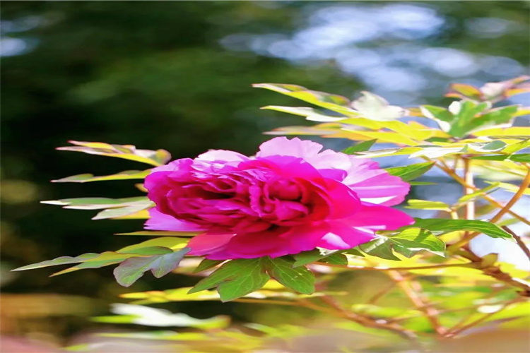 我勸你來(lái)麗江，過(guò)一次春天！