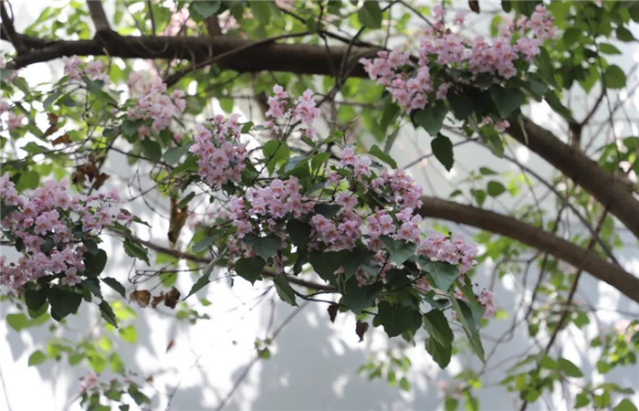 麗江楸木花開，整座城市更加精致！