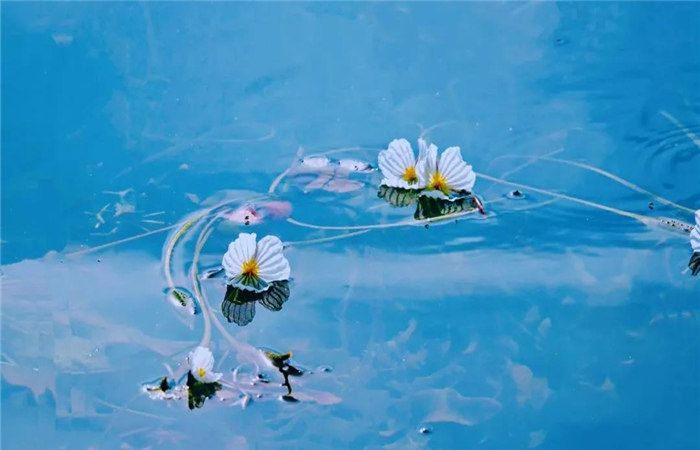 在麗江，留白一種生活