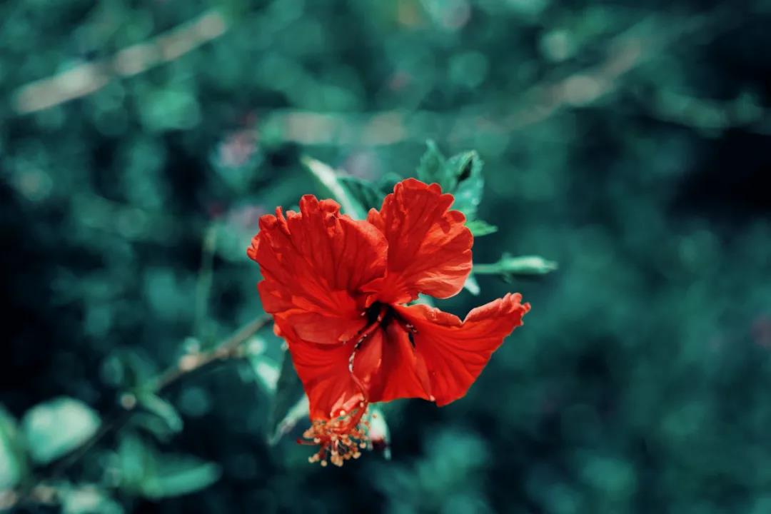 大美永勝！季節(jié)在這里，遺忘更替……
