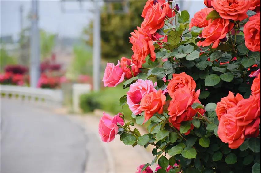 綿延12公里的月季大道、設(shè)計(jì)多樣的11個(gè)環(huán)島、96座花拱門…花園城市已初顯雛形！