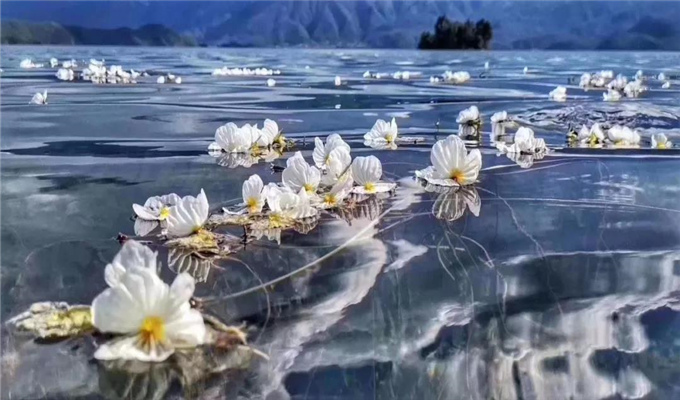 麗江旅游 戲水、弄花！瀘沽湖最美的季節(jié)到了！