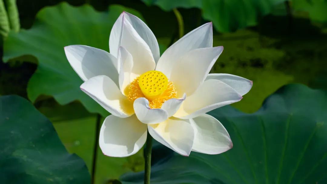 美了！三川荷花已悄然綻放，即將驚艷整個(gè)夏天！