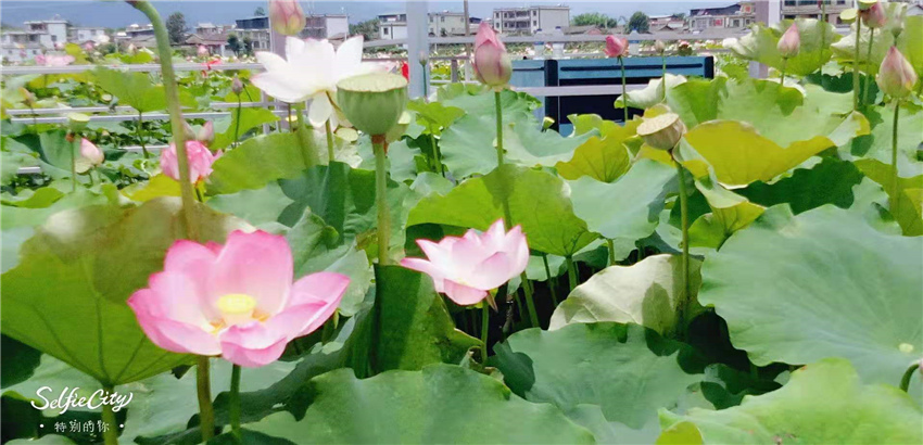 不到三川荷塘走一走，整個(gè)夏天就算白過啦！