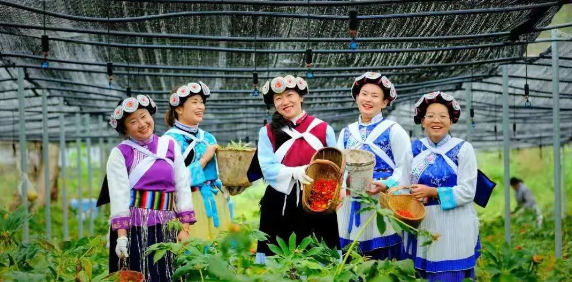 50000多畝洋芋花開！太安迎來一年中的最美季節(jié)~