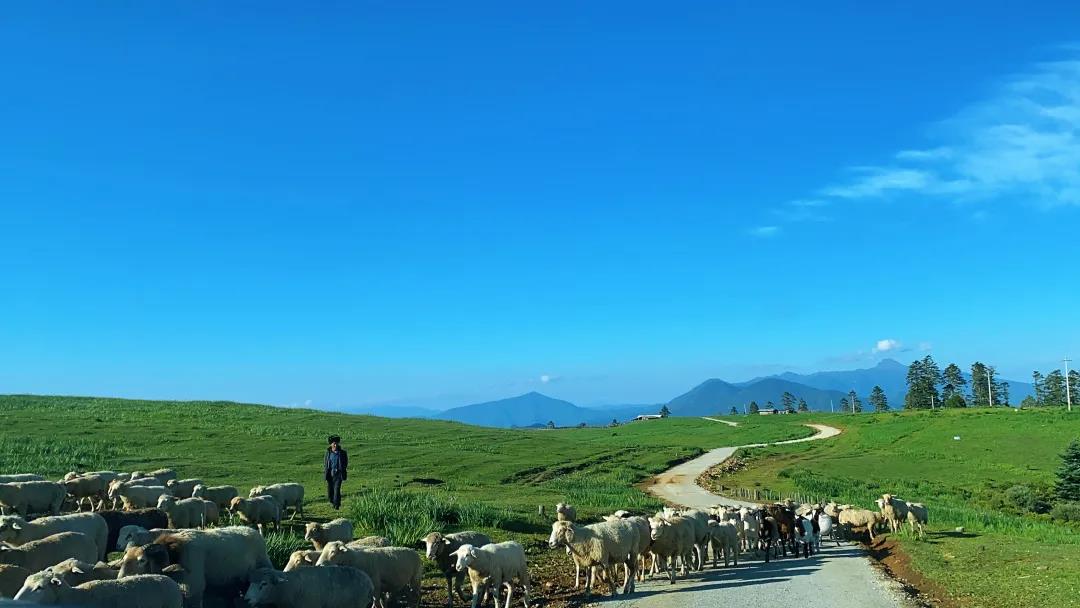 草原、花海！麗江竟藏著這樣一個秘境…