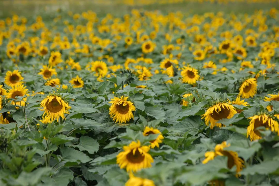 麗江傳媒公司：雪山腳下百畝向日葵盛開！一起去麗江小眾旅游景點打卡