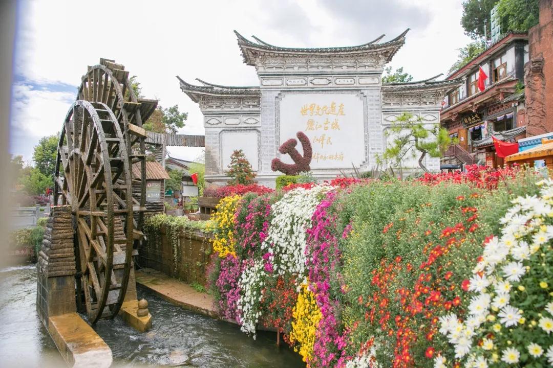 麗江傳媒，萬朵菊花簇擁麗江古城！中秋時節(jié)快來賞菊！