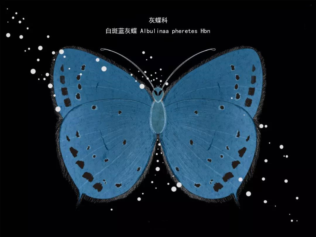 麗江傳媒公司：什么是玉龍雪山生物多樣性之美？且看這一只只“會飛的花朵”