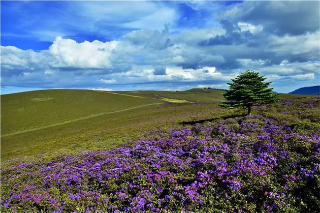 麗江小眾旅游景點(diǎn)推薦：麗江黎明格拉丹草原，來麗江旅游不可錯(cuò)過的美景