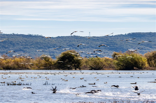 來麗江啦，77000+只候鳥！