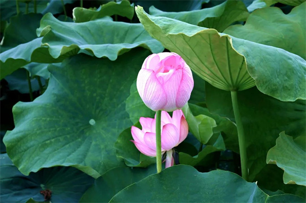 為什么一定要去麗江三川？