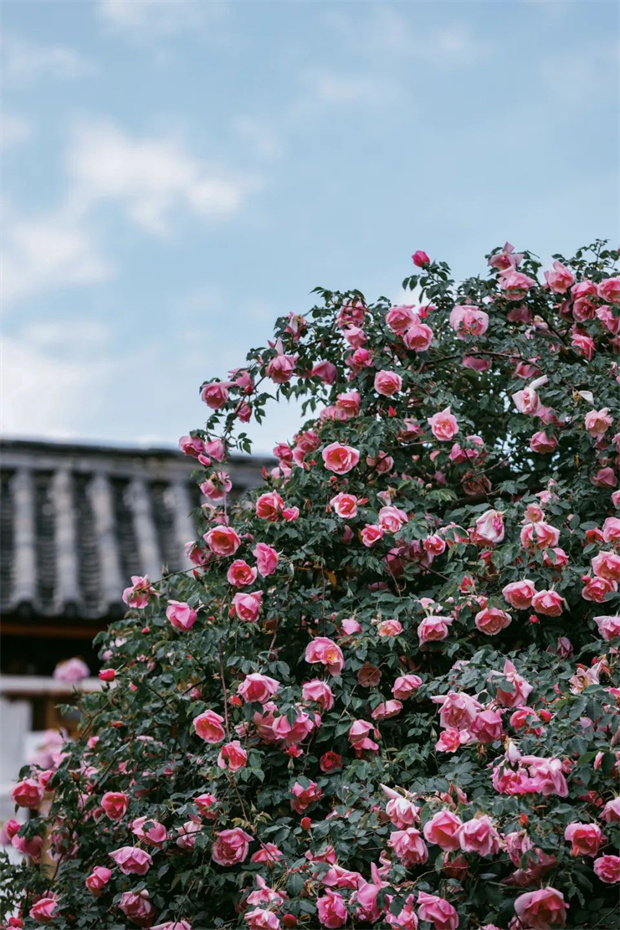 云南旅游,云南旅行社,云南團(tuán)建公司,云南策劃公司,云南會(huì)議公司,麗江旅游,麗江旅行社,麗江團(tuán)建公司,麗江策劃公司,麗江會(huì)議公司：一藤成景、孤株成林，有種幾乎接近于完美的花叫“麗江之路”